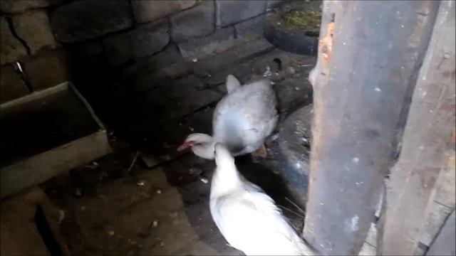 Мускусные утки: Разведение, Содержание, Уход. // Когда брачный сезон у мускусных уток ?! смотреть онлайн