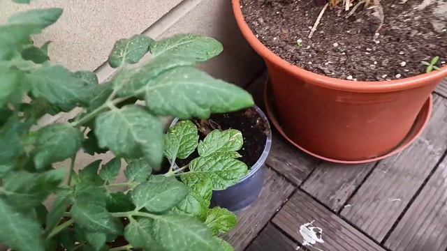 W Maju Wszytko Rosło W Oczach! Pierwsze Truskawki I Kwitnienie Powojnika 🌺 Miejski Balkon W Maju 🍅