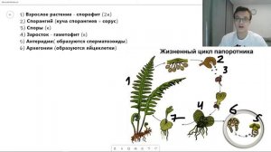 Жизненный цикл ПАПОРОТНИКА ПАПОРОТНИКОВИДНЫХ ПАПОРОТНИКООБРАЗНЫХ | Самое простое объяснение ЕГЭ