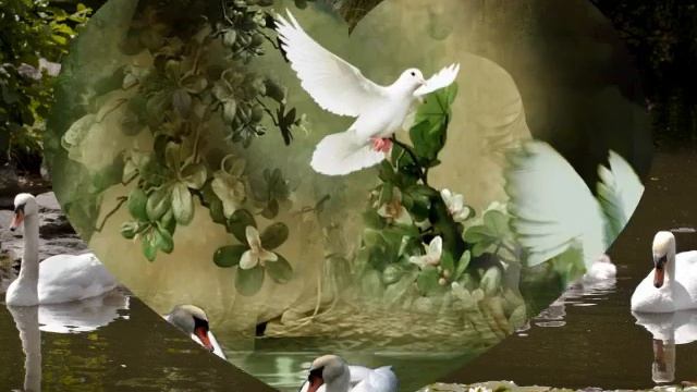 А нам бы научиться жить как лебеди (ж) от ТАТЬЯНОЧКИ.) смотреть онлайн