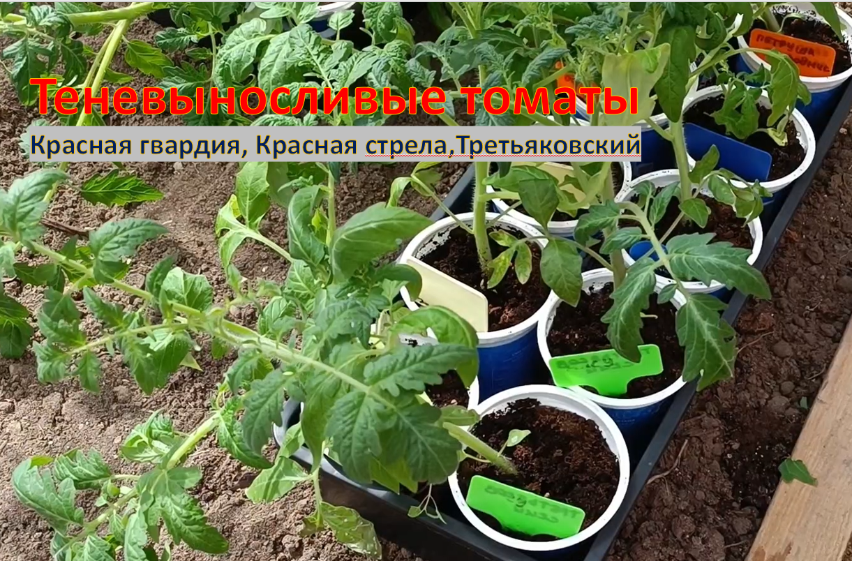 Томаты Красная гвардия, красная Стрела и Третьяковский, высадка в теплицу. Это теневыносливые гибриы смотреть онлайн