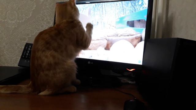 Фильм для кошки смотреть онлайн