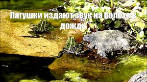 Звук природы. Лягушки на болоте в дождь