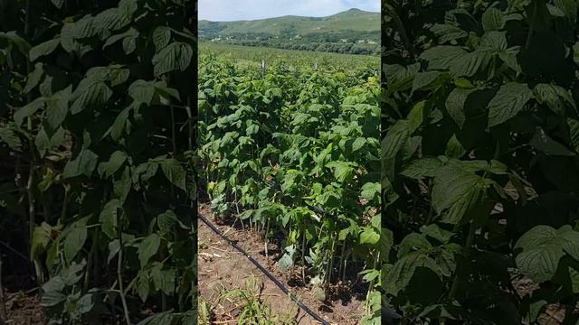 Шпалера на скорую руку для малины смотреть онлайн