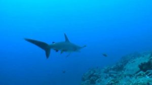 Чудеса Голубой планеты: Семь Континентов (2011). Сцена с акулами-молотами. Мой дубляж.