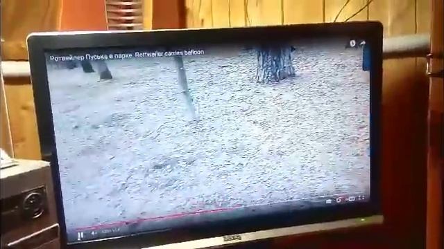 Собака кусает, если ей что то не нравится. Как с этим бороться? смотреть онлайн