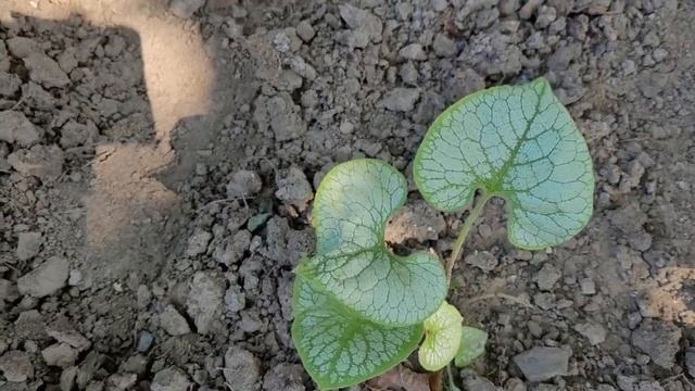 Теневая зона Южного дворика. Что здесь растёт и как себя чувствует. смотреть онлайн