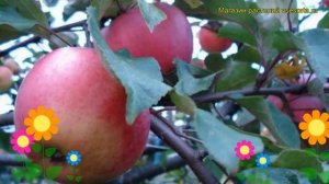 Яблоня Апорт кроваво-красный. Краткий обзор, описание malus domestica Aport krovavo-krasnyy