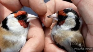 ЩЕГОЛ, КАК ОТЛИЧИТЬ САМЦА ОТ САМКИ. И НЕМНОГО ЛОВЛИ?23.03.21.