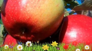 Яблоня средняя Лигол ? Обзор: посадка и уход. крупномеры яблони Лигол: описание и особенности