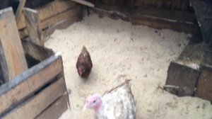 Глубокая подстилки для птиц. Бактерии для подстилки в курятник.