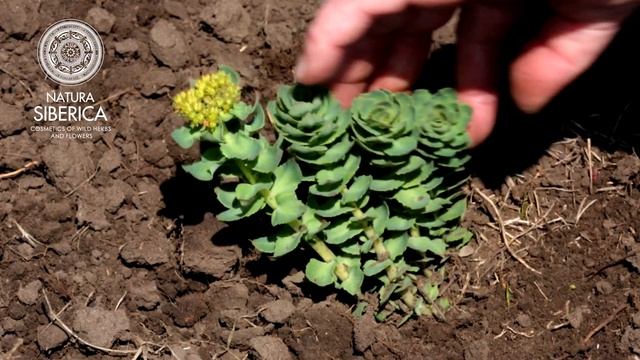 Farmy organiczne Natura Siberica смотреть онлайн