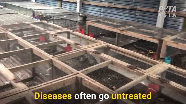 PETA Asia Investigation: Pythons Inflated to Death for Leather смотреть онлайн