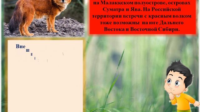 Красный волк смотреть онлайн