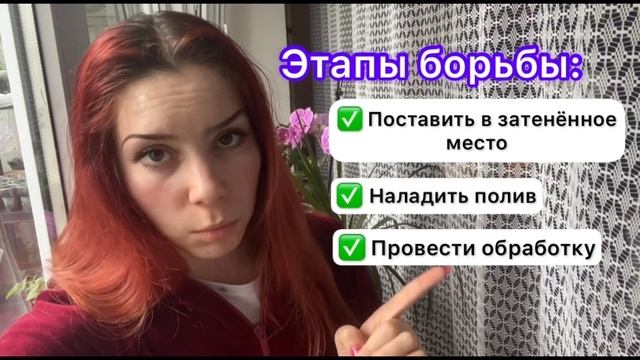 Паутинный клещ на рассаде огурцов. Народное средство?? смотреть онлайн