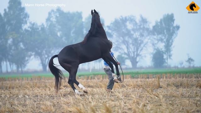 Marwari Horse I Kala Kanta I Mann Horse Photography смотреть онлайн