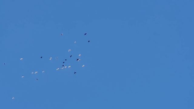 26.11.18. Голуби летят домой из 105 прилетели более 90. смотреть онлайн