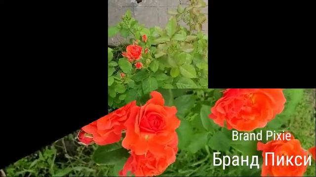 РОЗА. БРАНД ПИКСИ. смотреть онлайн