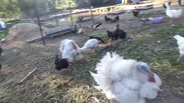 Курица на утиных яйцах. Как спариваются гуси.Средство от лисы. смотреть онлайн