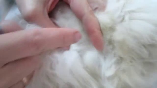 Preparation for castration. Как подготавливают кота к кастрации. 8855 смотреть онлайн