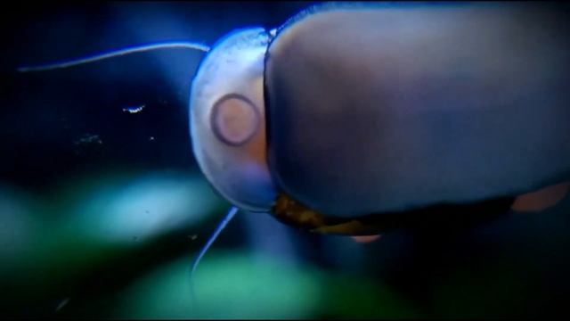 Nerite Snail - Aquarium Cleaners смотреть онлайн
