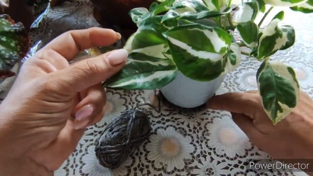 Создай свое кашпо, я в проекте, самое простое подвесное кашпо