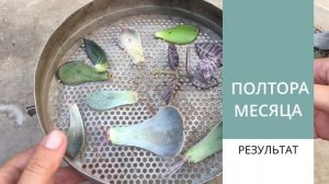 РАЗМНОЖЕНИЕ СУККУЛЕНТОВ листом. Проверяю два способа.