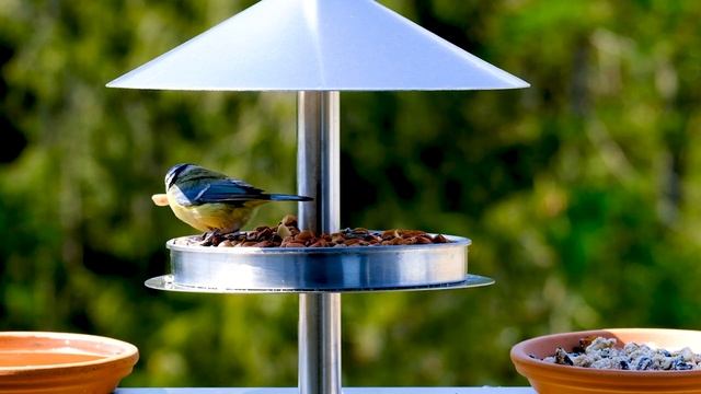 MOVIE FOR CATS - Blue tit Birds (Slow motion Video for cats to watch) 1 Hour смотреть онлайн