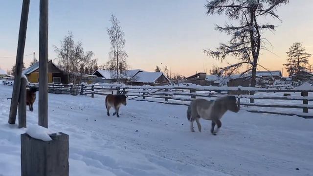 Якутские лошади смотреть онлайн