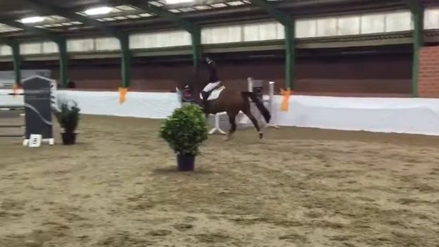 6 yo gelding by Spartacus x Quidams Rubin смотреть онлайн