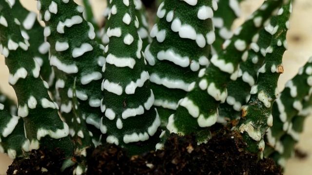 Haworthiopsis (Haworthia) Attenuata / Zebra-Haworthie