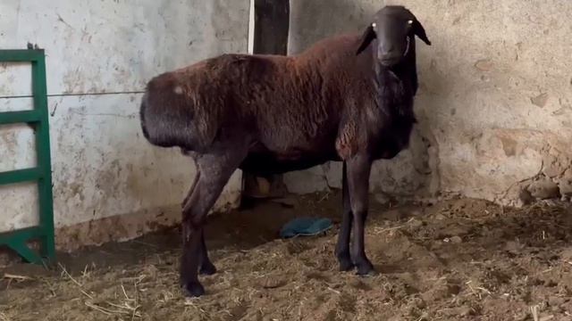 Афган 4 тиш кочкор сатылат,Баасы 70 мин сом кеми бар,Адрес Алай Гулчодо, куутка даяр +996559899991 смотреть онлайн