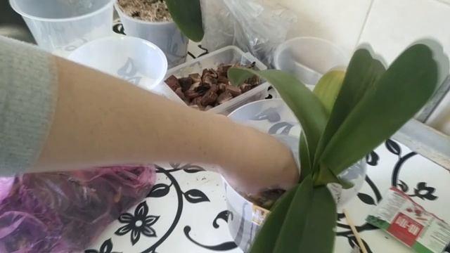 Орхидеи 39 ||| Пересадка, у орхидеи сгнили корни в закрытой системе ||| смотреть онлайн