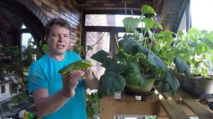 как вырастить огурец на окне огород на окне пошаговая инструкция