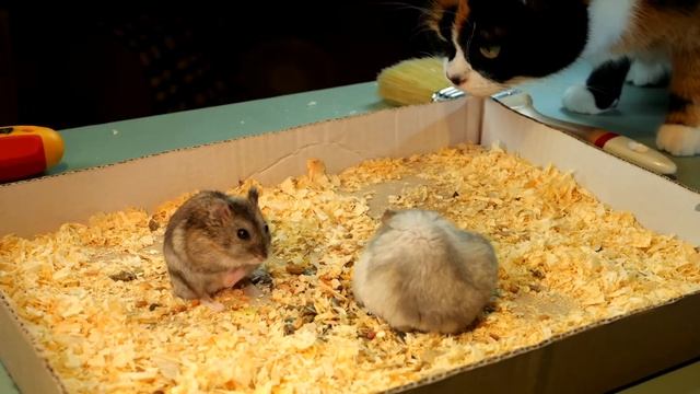 СТЕПА РАСПРАВИЛСЯ С ЧУЖАКОМ В ХОМЯКАРИУМЕ смотреть онлайн