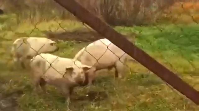Бесхозные свиньи орудуют в Подмосковье (Серпухов) смотреть онлайн