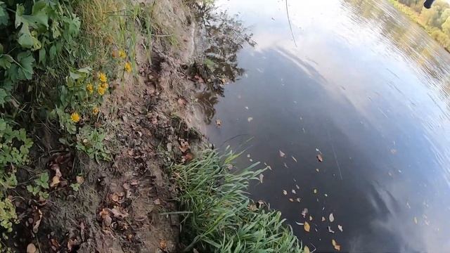 Коряга внезапно Ожила! Крупная Щука и Судак на спиннинг Рыбалка и ловля в октябре смотреть онлайн
