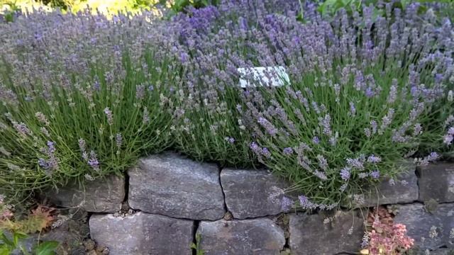 Приглашаю вас прогуляться по замечательному ботаническому саду в Германии, город Франкфурт. смотреть онлайн