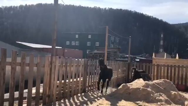 Конный клуб « Каприоль» просит помощи!! смотреть онлайн