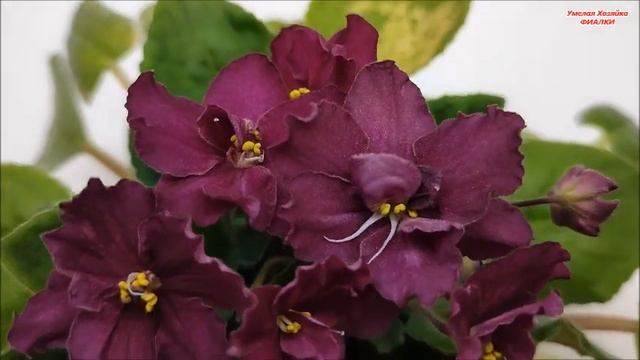 ? ФИАЛКИ ✅ 16 ЦВЕТУЩИХ СОРТОВ с названиями из моей коллекции ✅ СЕРИЯ 2 смотреть онлайн