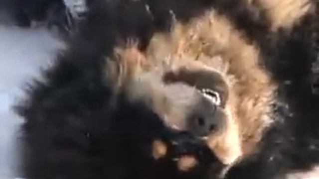 Питомник Тибетских мастифов 