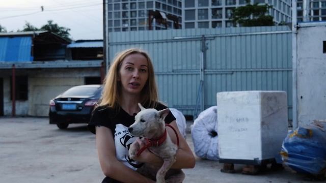 Приют для собак в Гуанчжоу | В Китае едят собак!? | Sakun | Dogshelter United Love смотреть онлайн