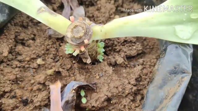Succulent Leaf Propagation (Rose Cabbage) Update #1 смотреть онлайн