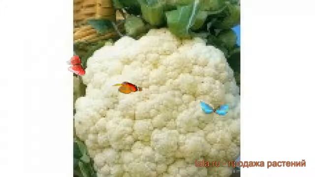 Капуста цветная Дачница (dachnitsa dachnitsa) ? Дачница обзор: как сажать, семена капусты Дачница смотреть онлайн