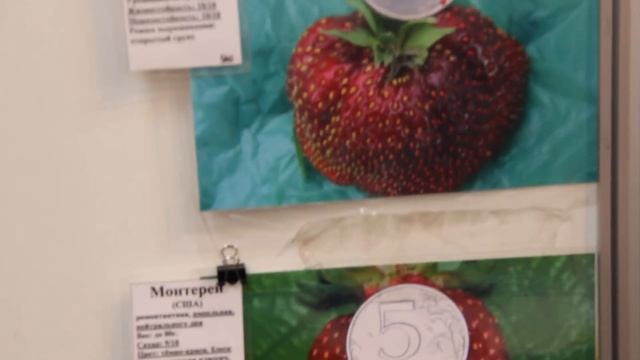 Сорта клубники. Ответ специалиста. смотреть онлайн