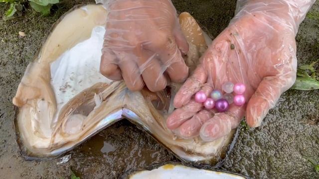 Unbelievable, the pearl girl harvested rare purple pearls, the pearl oyster is really amazing смотреть онлайн