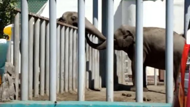 Харьковский зоопарк и дельфинарий. Интересные моменты смотреть онлайн