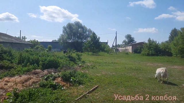 Козы на выпасе . смотреть онлайн