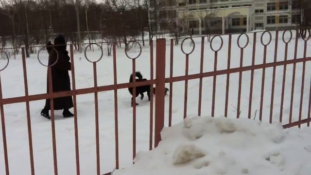 Овчарка и такса смотреть онлайн