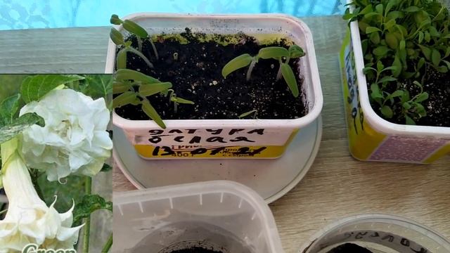 #Hobby,pastime#Рассада,цветы #супер. смотреть онлайн